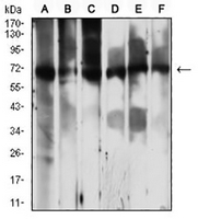 1 - Anti-PCK2 Antibody AP95992