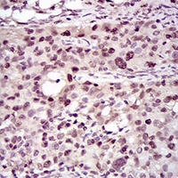 19 - Anti-PCNA Antibody AP95993