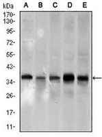 1 - Anti-PCNA Antibody AP95993