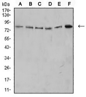 1 - Anti-CD279 Antibody AP95994
