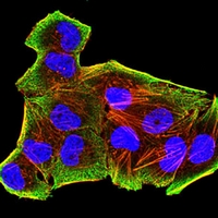 3 - Anti-CD273 Antibody AP95995