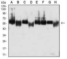 1 - Anti-CD273 Antibody AP95995