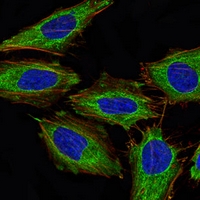 3 - Anti-PDHA1 Antibody AP95996