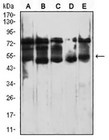 1 - Anti-CD364 Antibody AP96001
