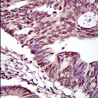 19 - Anti-HIWI2 Antibody AP96002
