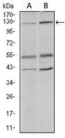 1 - Anti-HIWI2 Antibody AP96002