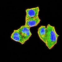 3 - Anti-uPA Antibody AP96003
