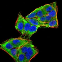 3 - Anti-PLC gamma 1 Antibody AP96004