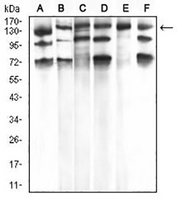 1 - Anti-PLC gamma 1 Antibody AP96004