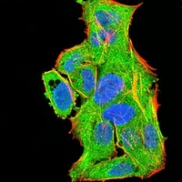 3 - Anti-PLC gamma 1 Antibody AP96005