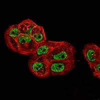 3 - Anti-TIP47 Antibody AP96008