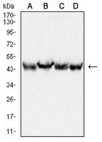 1 - Anti-TIP47 Antibody AP96008