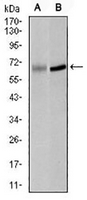1 - Anti-PLK1 Antibody AP96009