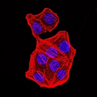 3 - Anti-PMS2 Antibody AP96010