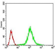 4 - Anti-PP1 beta Antibody AP96012