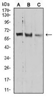 1 - Anti-PRDM14 Antibody AP96013