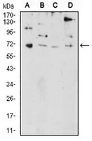 1 - Anti-PRDM5 Antibody AP96014