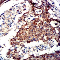 19 - Anti-AMPK alpha 2 Antibody AP96016
