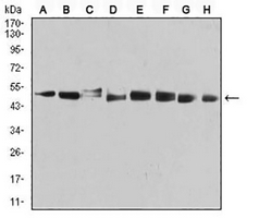 1 - Anti-PSMC3 Antibody AP96018