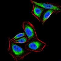3 - Anti-PTP1B Antibody AP96019