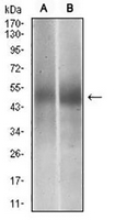 1 - Anti-PTP1B Antibody AP96019