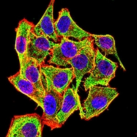 3 - Anti-CD45 Antibody AP96020