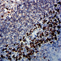 19 - Anti-CD45 Antibody AP96020