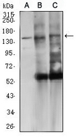1 - Anti-CD45 Antibody AP96020