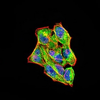3 - Anti-RAB11FIP1 Antibody AP96021