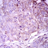 19 - Anti-Rab 4A Antibody AP96022
