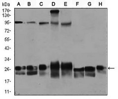1 - Anti-Rab 4A Antibody AP96022