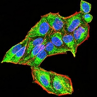 3 - Anti-RAB5A Antibody AP96023