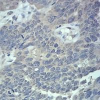 19 - Anti-RAB5A Antibody AP96023