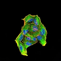 3 - Anti-RAB6B Antibody AP96024
