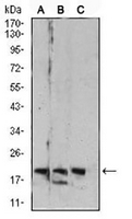 1 - Anti-RAB6B Antibody AP96024