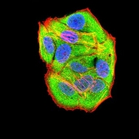 3 - Anti-RAD21 Antibody AP96025