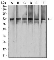 1 - Anti-RAD21 Antibody AP96025