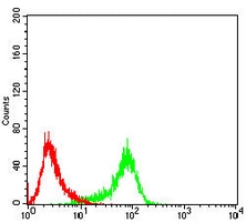 4 - Anti-RAD23B Antibody AP96026