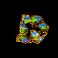 3 - Anti-RAD23B Antibody AP96026