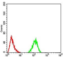 4 - Anti-RAD50 Antibody AP96027