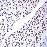 19 - Anti-RAD50 Antibody AP96027