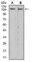 1 - Anti-RAD50 Antibody AP96027
