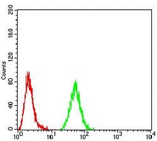 4 - Anti-RAD52 Antibody AP96028