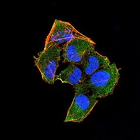 3 - Anti-RAD52 Antibody AP96028