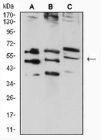 1 - Anti-RAD52 Antibody AP96028