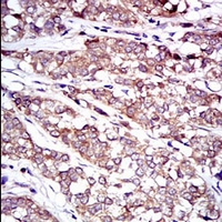 19 - Anti-c-RAF Antibody AP96029