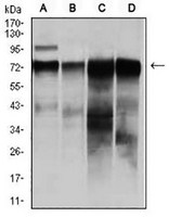 1 - Anti-c-RAF Antibody AP96029