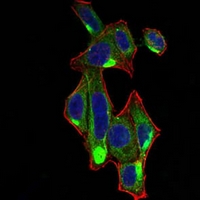 3 - Anti-RALA Antibody AP96030
