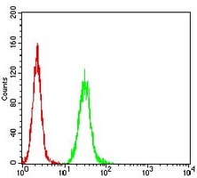 4 - Anti-RALB Antibody AP96031