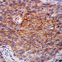 19 - Anti-RALB Antibody AP96031